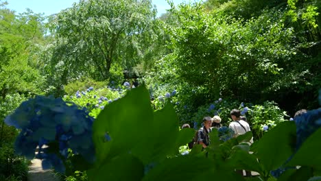 Crowds-of-people-enjoying-Hydrangea-in-full-bloom-at-famous-Meigetsuin-Shrine