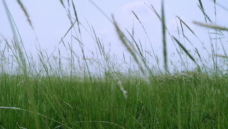 Tilt-up-shot-of-wild-grass-in-the-wind-in-slow-motion