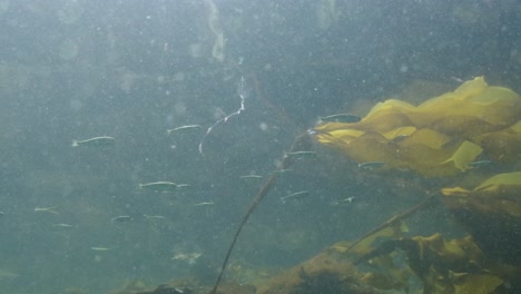 Escuela-De-Salmones-Juveniles-Nadando-Junto-A-Algunas-Algas