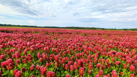 Trébol-Italiano-En-Plena-Floración-Meciéndose-Con-El-Viento-En-Una-Vasta-Pradera