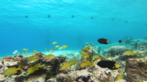 Pequeños-Peces-Amarillos-Y-Negros-Nadando-En-El-Océano