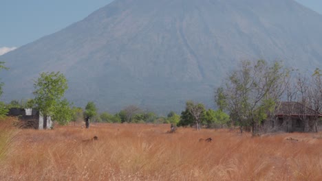 Static-shot-of-animals-passing-through-the-dry-grass-in-the-savana-and-the-volcano-in-the-background,-copy-space