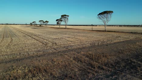 Vista-De-Drones-4k60-Del-Campo-De-Trigo-Cosechado---Tiro-Con-Plataforma-Rodante