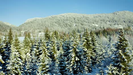 Immergrüne-Bäume-Mit-Schnee-Bedeckt,-Während-Sich-Das-Letzte-Abendlicht-über-Die-Baumkronen-Ausbreitet,-Luftbildkamera