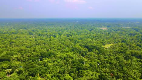 Lush-green-landscape-completely-covered-in-forest-and-jungle