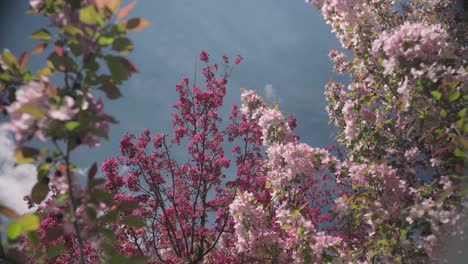 Imágenes-Perdidas-De-árboles-En-Flor-Con-Flores-Rosadas-Y-Blancas-Contra-Un-Cielo-Azul-Claro