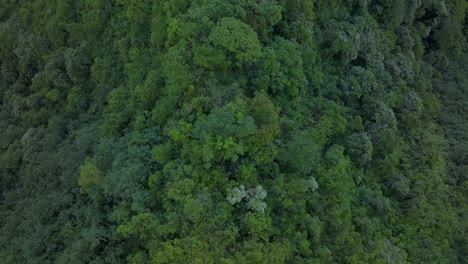 Imponentes-Montañas-Picos-Selva-Valle-Gran-Altitud-Teahupoo-Tahití-Vista-Aérea-Drone-Polinesia-Francesa-Isla-Del-Pacífico-Sur-Volcanes-Costa-Mañana-Amanecer-Wsl-Surf-Sede-Olímpica-Hacia-Arriba