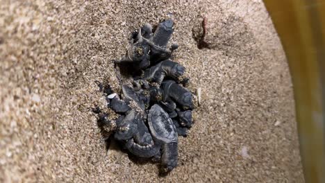 turtle-hatchling-environmental-protection-serene-landscape-wildlife-sandy-Baby-newborn-hawksbill-turtle-from-egg-shell-under-sands-conservation-area-seaside-beach-Iran-marine-coastal-habitat-nature