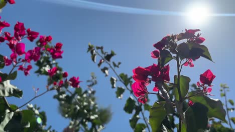 Bougainvillea-Against-Clear-Blue-Sky