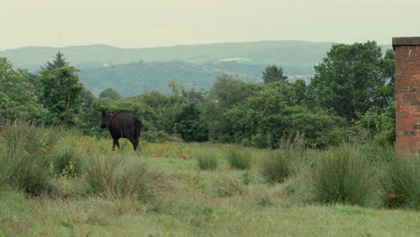 Vaca-Angus-Y-Su-Ternero-Deambulando-Por-El-Campo-De-Hierba-Al-Atardecer