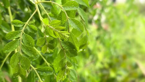 Cierre-Extremo-De-Hojas-De-Curry,-árbol-De-Curry,-Hojas-Frescas-De-Curry-Después-De-La-Lluvia-Con-Gotas-De-Lluvia