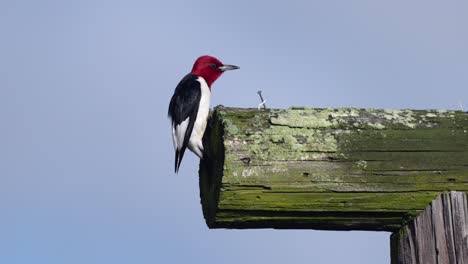 A-red-headed-woodpecker-perched-on-a-post-and-looking-for-birds-in-the-bright-summer-sunshine