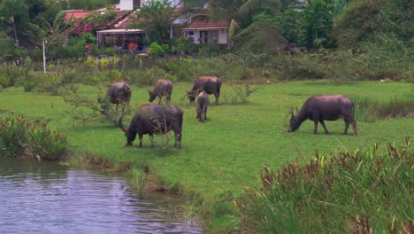 Serene-rural-scene-in-Hoi-An,-Vietnam,-where-a-group-of-buffaloes-graze-peacefully-near-a-riverbank