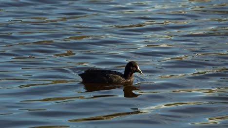 A-wild-common-coot-,-floating-and-swimming-on-wavy-freshwater-lake,-showcasing-the-vibrant-beauty-of-nature,-close-up-shot