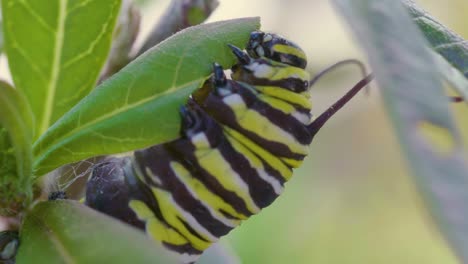 Descubre-La-Intrincada-Belleza-De-Una-Oruga-Rayada-Masticando-Una-Exuberante-Hoja-Verde