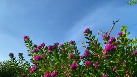 Pink-flowers-and-green-foliage-under-a-clear-blue-sky