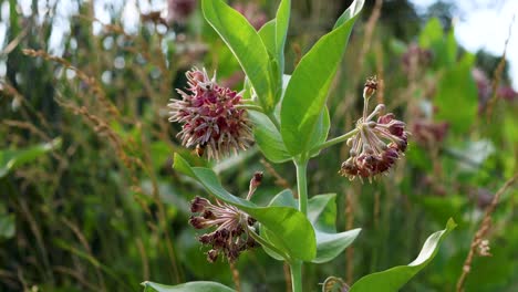 Bee-flying-around-flower-and-leaves