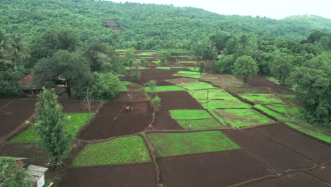 Ochsen-Pflügen-Das-Feld-Vogelperspektive-In-Konkan