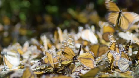 Ein-Schwarm-Monarchfalter-Fliegt-In-Einem-Scheinbar-Rebellischen-Schwarm-Davon.-Ihre-Orangefarbenen-Und-Schwarzen-Flügel-Erzeugen-Ein-Faszinierendes-Schauspiel-Der-Trotzreaktion-Der-Natur.