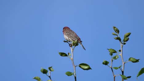 A-house-finch-perched-on-a-branch-at-the-top-of-a-tree-against-the-blue-sky