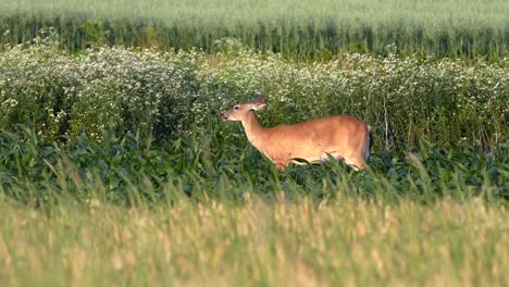 A-deer-grazing-in-a-cornfield-on-a-sunny-summer-day-as-the-wind-is-blowing