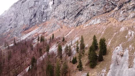 Pinos-Que-Crecen-En-La-Alta-Montaña-En-Otoño,-Alta-Pared-Rocosa,-Hinteres-Freieck