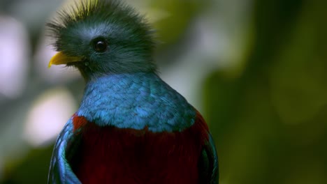 Beautiful-close-up-shot-of-a-quetzal-looking-around-the-cloud-forest-in-Guatemala