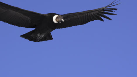 Andean-Condor-captured-in-stunning-flight-footage-over-the-mountains-in-Patagonia,-4k,-slow-motion