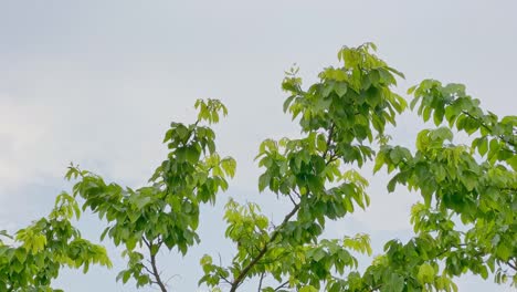 Rain-falling-on-the-Tree,-low-angle-shot-of-tree-swaying-slowing-in-the-rain-with-the-view-of-sky