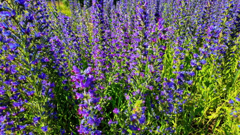 Purple-wildflower-field-of-flowers-in-full-bloom,-flower-growing-wild,-Latvia