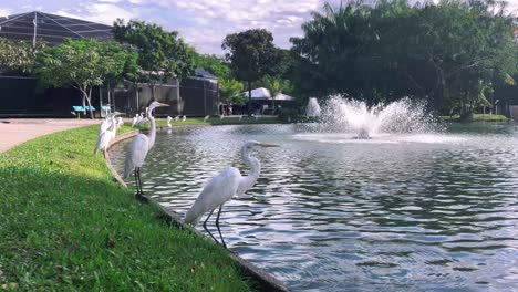 Brazil,-Pará:-Panoramic-view-of-herons-along-a-lake-at-Mangal-das-Garças-in-Belém,-showcasing-the-serene-waters-and-graceful-birds-in-this-picturesque-natural-setting