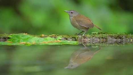 Un-Pájaro-Charlatán-De-Horsfield-Está-En-El-Borde-De-La-Piscina-Y-Su-Reflejo-Se-Puede-Ver-En-El-Agua.