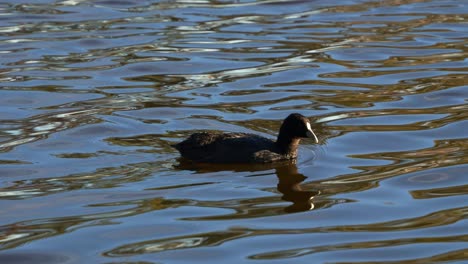 A-wild-common-coot-,-floating-and-swimming-on-the-rippling-freshwater-lake,-showcasing-the-vibrant-beauty-of-nature,-close-up-shot