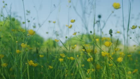 Kamera-Schwenkt-über-Gelbe-Blumen-Auf-Einer-Wiese-Während-Der-Morgenstunden-Des-Sommers-Im-Hudson-Valley-Im-Norden-Des-Staates-New-York