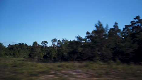 Forest-landscape-at-Gotland-in-Sweden-on-sunny-summer-day,-POV-from-car