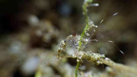 Female-Skeleton-Shrimp-brooding-juveniles-as-they-hang-onto-her