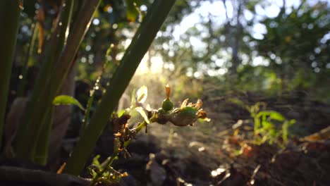 Cardamom-plant-from-kerala-idukki,Cardamom-plant-spring-mist,Indian-Kerala-cardamom-good-quality-and-organic-cardamom-plant-and-flower-and-B-ee