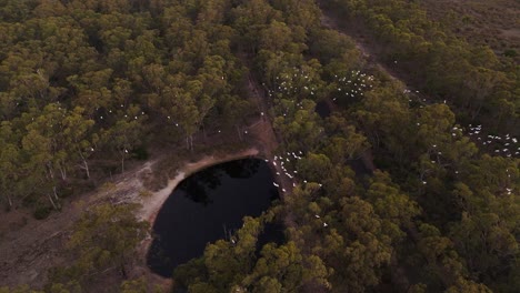 Aerial-view-of-white-birds-flying-above-the-Merremu-Reservoir-in-Australia