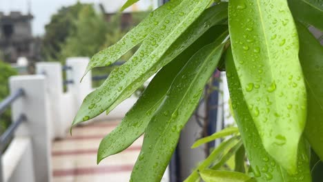 Raindrops-on-tree-leaves,-closeup-of-rain-drop-stuck-on-the-leaves-of-Putranjiva-is-a-plant-genus-of-the-family-Putranjivaceae-native-to-Southeast-Asia,-the-Indian-Subcontinent,-Japan