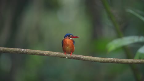 a-Blue-eared-kingfisher-nodded-its-head-and-then-went-down