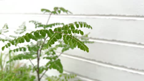 Young-Moringa-tree,-closeup-of-moringa-tree-in-the-rain-,-people-eat-young-seed-pods-and-leaves-as-vegetables-and-herbal-medicine