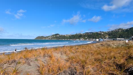 Scenic-coastal-view-of-Lyall-Bay-with-surf-waves,-grasses-in-sand-dunes-and-houses-overlooking-ocean-in-Wellington,-New-Zealand-Aotearoa