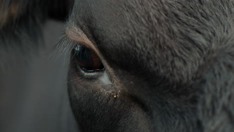 Close-Up-of-a-Black-Cow's-Eye-Showing-Detailed-Fur-and-Eyelashes