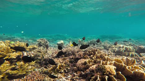 Una-Toma-Submarina-Captura-La-Vibrante-Vida-De-Un-Arrecife-De-Coral,-Con-Numerosos-Peces-Negros-Nadando-Entre-Los-Coloridos-Corales.