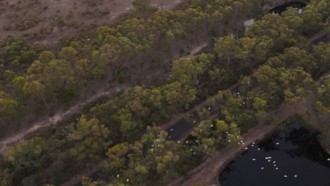 Bandada-De-Pájaros-Blancos-Volando-Sobre-El-Embalse-Natural-De-Merrimu,-Australia