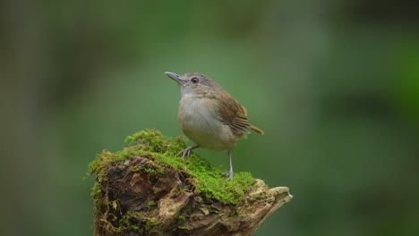 Horsfield's-babbler-bird-standing-in-the-moss-on-a-branch,-as-if-on-the-top-of-a-mountain