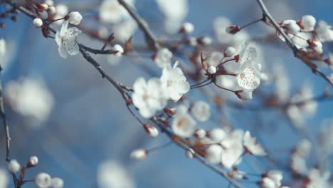 Primavera-Capturada-En-Un-Primer-Plano-De-Flores-De-Cerezo,-Con-Un-Enfoque-Suave-Que-Da-Un-Efecto-De-Ensueño