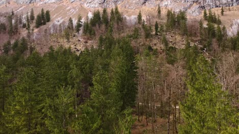 Austrian-mountain-forest,-vibrant-green-trees-in-Spring,-aerial-drone-ascending