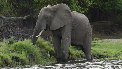 Impresionante-Elefante-Toro-Alimentándose-De-Hierba-En-La-Orilla-De-Un-Río-Mientras-Está-De-Pie-Con-Las-Piernas-En-El-Agua