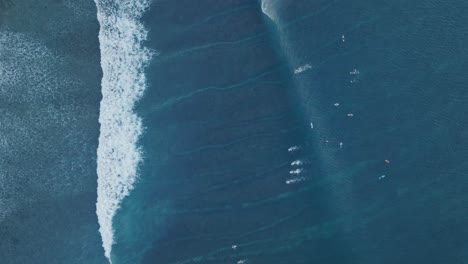 High-altitude-top-down-drone-of-blue-waves,-surfers,-and-coral-reef-in-Uluwatu-Bali-Indonesia